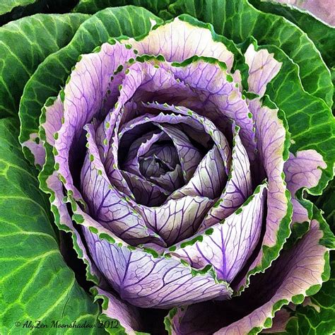 cabbage roses photos.